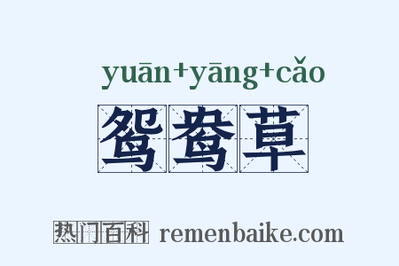 鸳鸯草是什么意思的图片